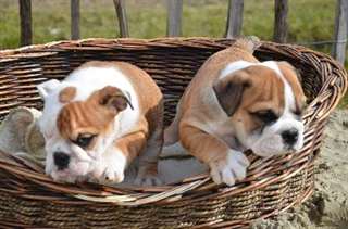Chiots bouledogue Anglais