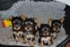 Magnifiques chiots Yorkshire - photo 1
