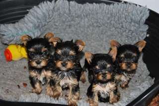 Magnifiques chiots Yorkshire