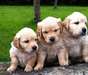 charmants chiots Golden retriever  disponibles - photo 1