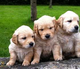 charmants chiots Golden retriever  disponibles