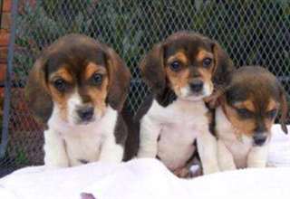 Chiots Beagle belles pour adoption