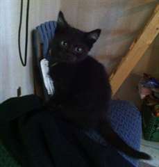 Trois adorables chatons à donner