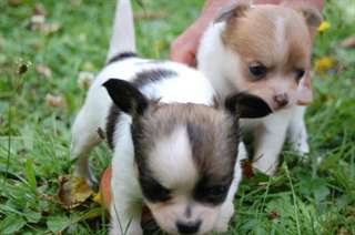Magnifiques Femelles Chihuahua Lof  :rolendyve@yah