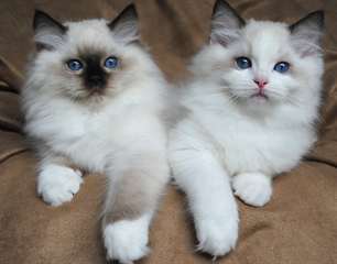 Chatons Ragdoll m&#226;les et femelles