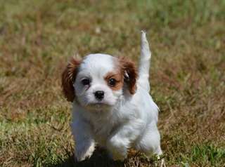 Bébés cavaliers King Charles lof à réserver.