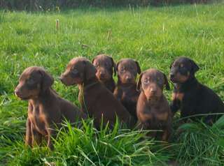 A donner exceptionnel chiot doberman disponible