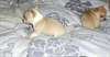 Beaux chiots Chihuahua pré-gâtés pour adoption - photo 1