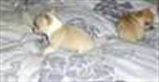 Beaux chiots Chihuahua pré-gâtés pour adoption