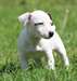 Chiots type jack russell - photo 3