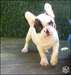 Bouledogues français LOF chiots - photo 2
