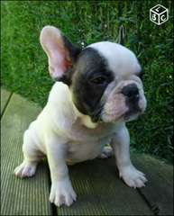 Bouledogues français LOF chiots