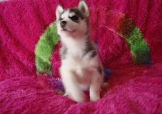 manifiques chiots husky siberien male&amp; femelle
