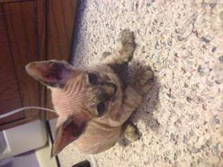 doux chatons devon rex male &amp; femelle