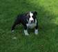 Chiots American Staffordshire Terrier - photo 2