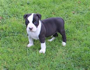 Chiots American Staffordshire Terrier