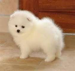 Adorables chiots spitz pméranien nain