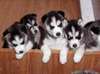 Superbes chiots husky siberien - photo 1