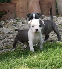 Chiot staffie/staffordshire bull terrier bleu