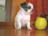 chiot chihuahua - photo 1