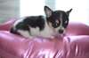 disponible des adorables chiots chihuahua. - photo 2
