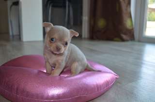 disponible des adorables chiots chihuahua.