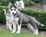 Chiots husky à vendre mâle et femelle - photo 1