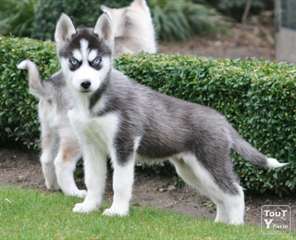 Chiots husky à vendre mâle et femelle
