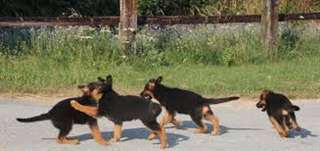 chiots berger Allemand LOF