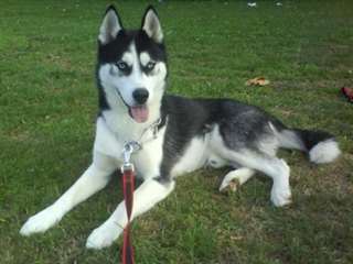 chiots Husky Sibérien non lof