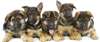 chiots berger allemand - photo 1