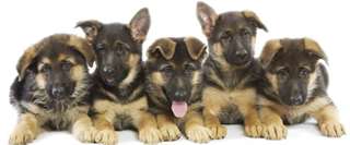 chiots berger allemand