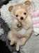 chiots  types chihuahua  disponible - photo 1