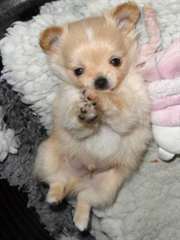 chiots  types chihuahua  disponible