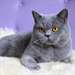 Chatons British Shorthair - photo 1