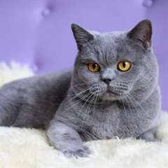 Chatons British Shorthair