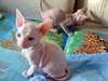 Chatons Sphynx - photo 1