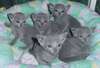 Les chatons bleus russes - photo 1