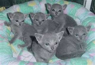 Les chatons bleus russes