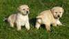 Jolie portée de Chiots Labrador Pour Adoption. - photo 1