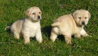 Jolie portée de Chiots Labrador Pour Adoption.