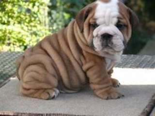 Jolie portée de chiots de type Bouledogue Français