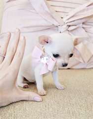 Femelle chiot Chihuahua a besoin d'un foyer aimant