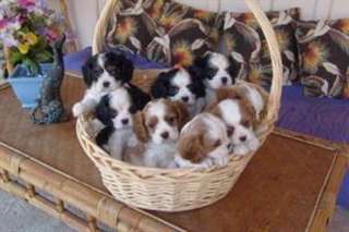 A réserver chiots type Cavalier King Charles