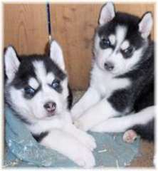 Adorables chiots Husky Sibérien