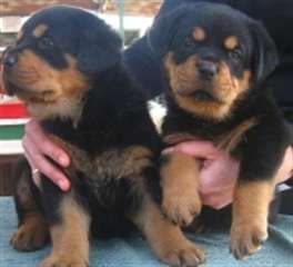 Très jolies chiots types Rottweiles disponib