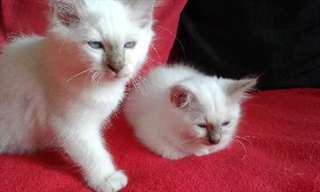 Chatons sacr&#233; de Birmanie LOF a r&#233;server.