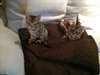Chatons bengal à rosettes et marble. - photo 1