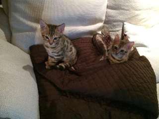 Chatons bengal à rosettes et marble.
