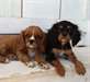 Bébés cavaliers King Charles lof à réserver. - photo 1